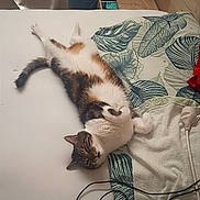 Simba a rejoint le concours — aidez-le/la à gagner de superbes lots ! cat, tabby_cat, bed, pillow, towel, cables, relaxing, indoor, sleeping, pet, feline, striped, fur, resting, domestic_animal, cozy, white_bed_sheet, household, comfort, laid_back