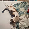 cat, tabby_cat, bed, pillow, towel, cables, relaxing, indoor, sleeping, pet, feline, striped, fur, resting, domestic_animal, cozy, white_bed_sheet, household, comfort, laid_back