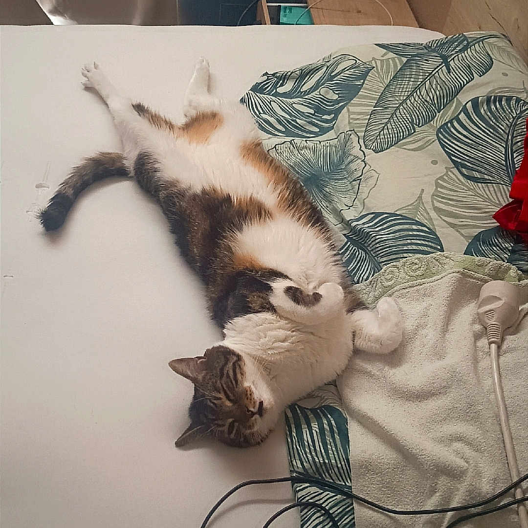 Simba