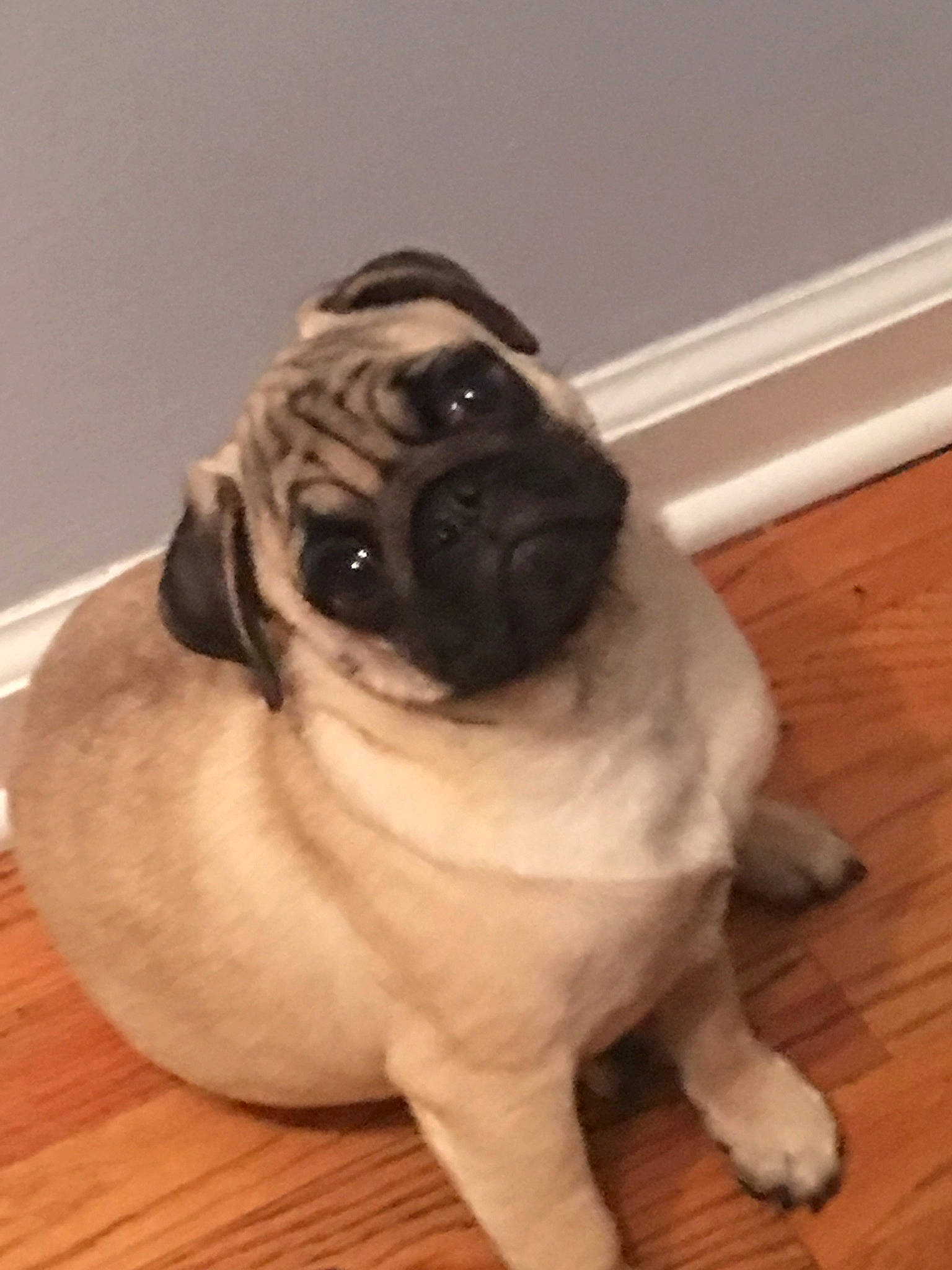 Jax