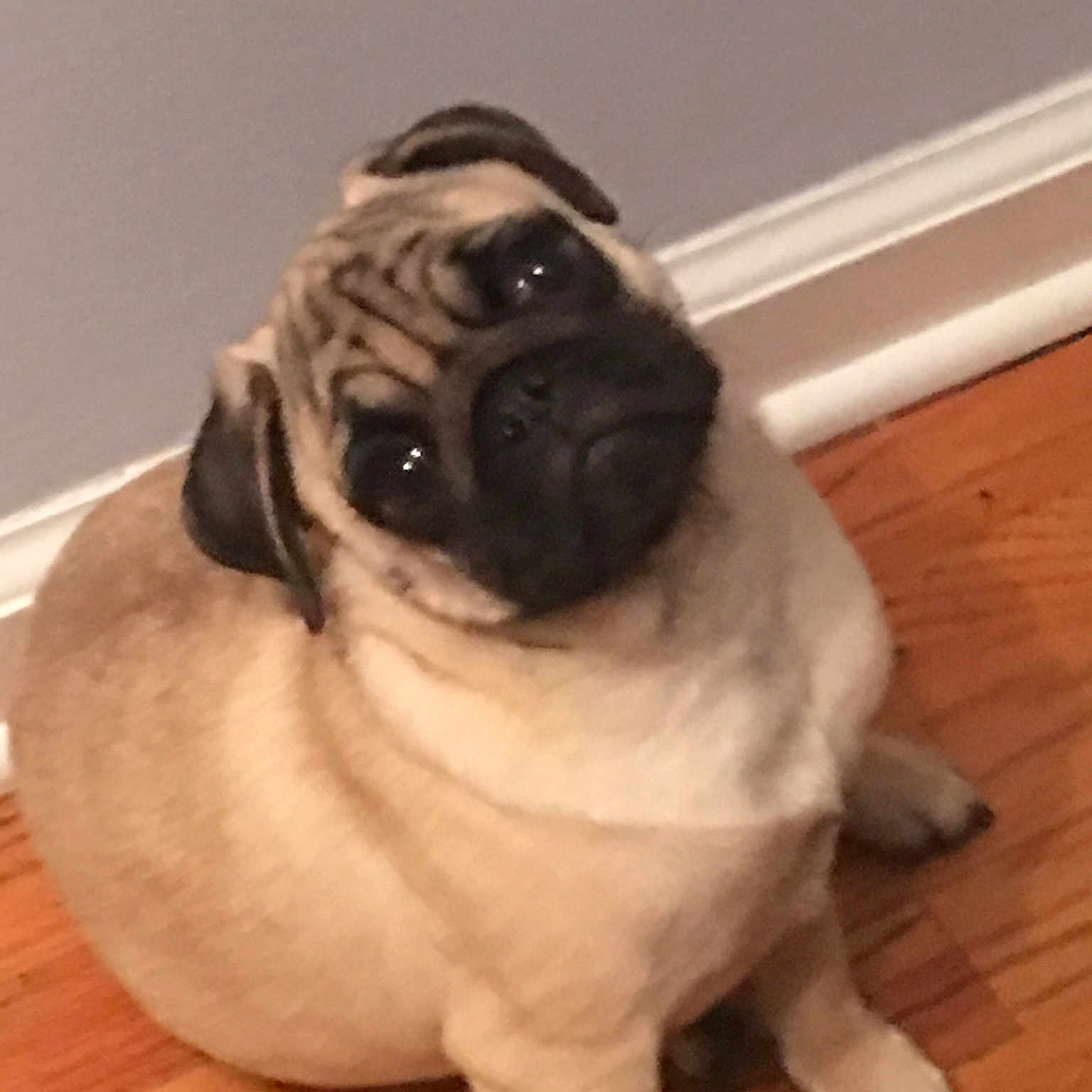 Jax