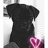 puppy, dog, black_and_white, blanket, indoor, pet, cute, paw, neon_heart, artistic, portrait, young_dog, cozy, window_blind, wall_art, small_dog, animal, sitting, companion, love