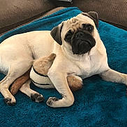 Rosie joined the competition — help win amazing prizes! dog, pug, pet, animal, cute, lying_down, blanket, plush_toy, indoors, brown, beige, furry, companion, relaxed, looking, resting, snuggled, cozy, canine, domestic