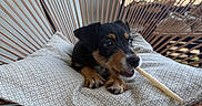 Ayla a rejoint le concours — aidez-le/la à gagner de superbes lots ! balcony, black_and_tan, chair, chewing, cushion, cute, daylight, dog, domestic_animal, fur, indoor, modern_furniture, patterned_cushion, paw, pet, playful, puppy, relaxing, small_dog, snout