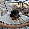 Ayla a rejoint le concours — aidez-le/la à gagner de superbes lots ! puppy, dog, cushion, chair, indoor, pet, cute, small_dog, chewing, relaxing, patterned_cushion, modern_furniture, balcony, daylight, black_and_tan, paw, snout, fur, playful, domestic_animal