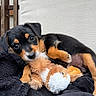 puppy, dog, cute, toy, stuffed_animal, black_fur, brown_fur, white_fur, blanket, cuddle, pet, young, indoors, snuggle, resting, fur, animal, small, portrait, cozy