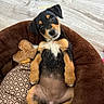 puppy, dog, pet, cute, lying_down, bed, brown, black, tan, white, floor, plush_toy, cushion, indoor, animal, small_dog, relaxed, looking_up, ears, fur