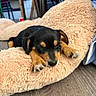 Ayla a rejoint le concours — aidez-le/la à gagner de superbes lots ! puppy, dog, sleeping, napping, plush_toy, fluffy, indoor, floor, black_and_tan, cute, pet, young_dog, cozy, resting, animal, canine, soft_texture, furniture, home, relaxation