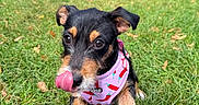 Ayla participe au concours pour gagner de l'argent avec cette photo : dog, puppy, pink_harness, grass, park, outdoor, animal, pet, canine, playful, tongue, close_up, nature, greenery, young_dog, cute, muzzle, ears, walking, daytime