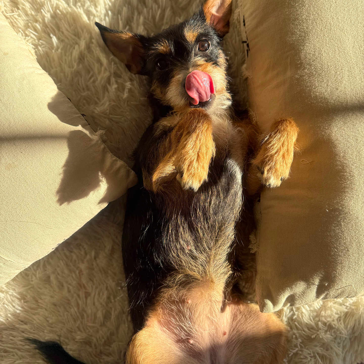 Ayla participe au concours pour gagner de l'argent avec cette photo : dog, pet, tongue_out, lying_down, fluffy_rug, sunlight, cushions, playful, brown_fur, black_fur, small_dog, indoor, cozy, relaxed, cute, ears_up, paw, animal, canine, adorable