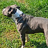 Luca is registered to the contest to win money with this photo: dog, canine, gray_dog, white_dog, standing, outdoor, grass, lawn, animal, pet, collar, chain_collar, short_hair, muscular, side_profile, sunlight, nature, portrait, full_body, alert