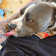 Luca is registered to the contest to win money with this photo: dog, pit_bull, gray_fur, white_markings, close_up, portrait, pet, animal, tongue, licking, brown_eyes, nose, ear, whiskers, human, tattoo, black_clothing, wooden_floor, indoor, affectionate