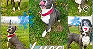 Luca is registered to the contest to win money with this photo: dog, pit_bull, puppy, pet, collage, multiple_dogs, grass, outdoor, park, red_collar, white_chest, sitting, standing, lying_down, portrait, animal_photography, nature, greenery, name_text, social_media_screenshot