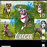 dog, pit_bull, puppy, pet, collage, multiple_dogs, grass, outdoor, park, red_collar, white_chest, sitting, standing, lying_down, portrait, animal_photography, nature, greenery, name_text, social_media_screenshot