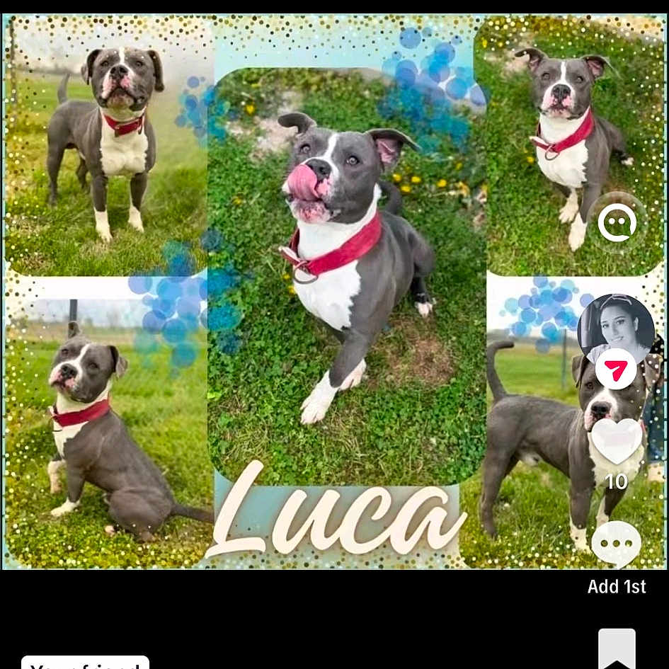 Luca is registered to the contest to win money with this photo: dog, pit_bull, puppy, pet, collage, multiple_dogs, grass, outdoor, park, red_collar, white_chest, sitting, standing, lying_down, portrait, animal_photography, nature, greenery, name_text, social_media_screenshot
