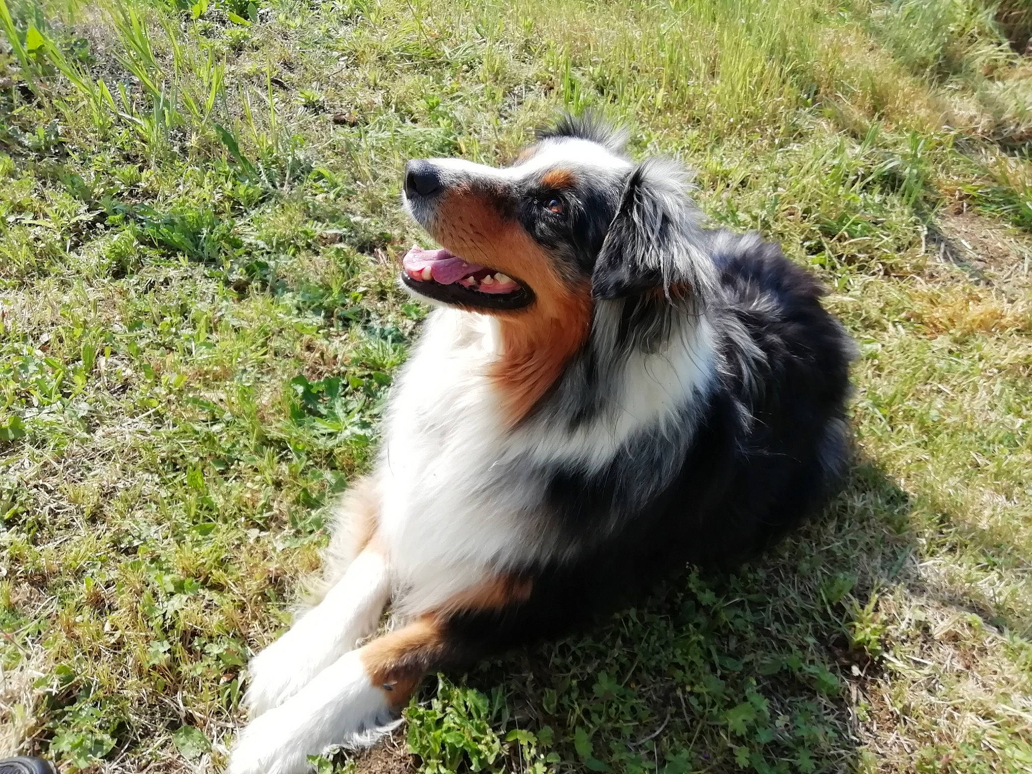 Jenna participe au concours pour gagner de l'argent avec cette photo : australian_collie, australian_shepherd, border_collie, canidae, carnivore, collie, companion_dog, dog, dog_breed, english_shepherd, grass, herding_dog, mammal, miniature_australian_shepherd, rough_collie, scotch_collie, shetland_sheepdog, vertebrate, welsh_sheepdog, working_dog