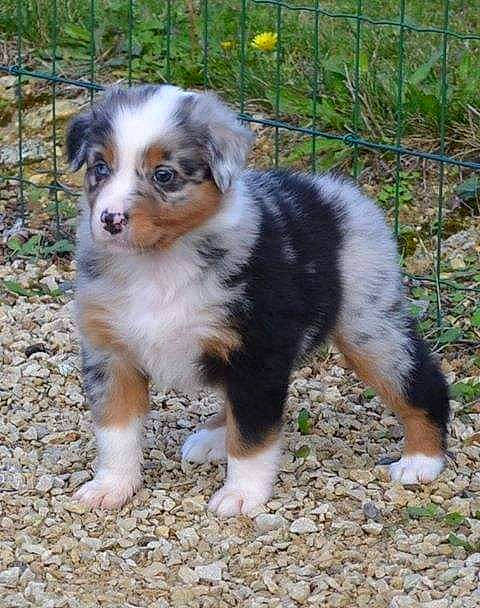 Jenna participe au concours pour gagner de l'argent avec cette photo : australian_collie, australian_shepherd, border_collie, canidae, carnivore, companion_dog, dog, dog_breed, fence, fur, grass, herding_dog, mesh, miniature_australian_shepherd, plant, snout, sporting_group, terrestrial_animal, whiskers, working_dog