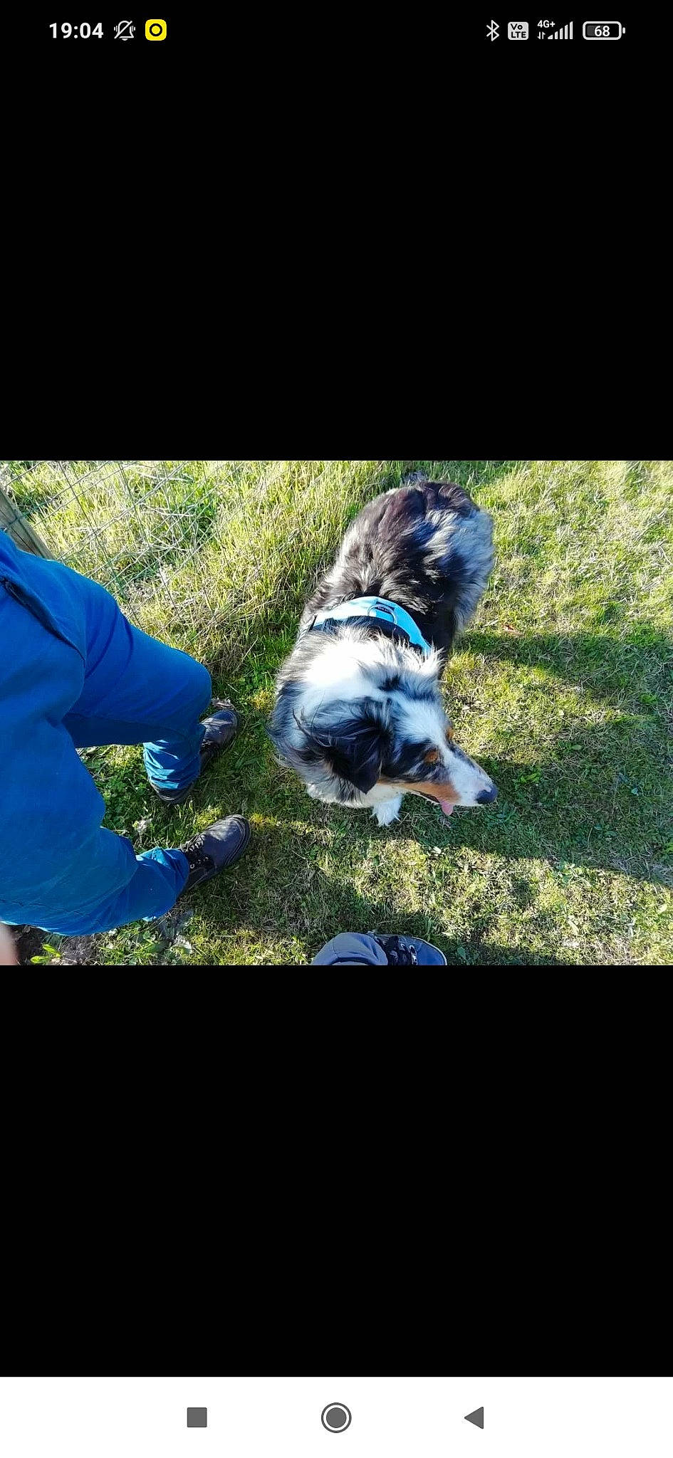 Jenna a rejoint le concours — aidez-le/la à gagner de superbes lots ! canidae, carnivore, companion_dog, denim, dog, dog_breed, electric_blue, felidae, foot, fun, fur, grass, human_leg, leisure, organism, plant, shrub, soil, sporting_group, tail