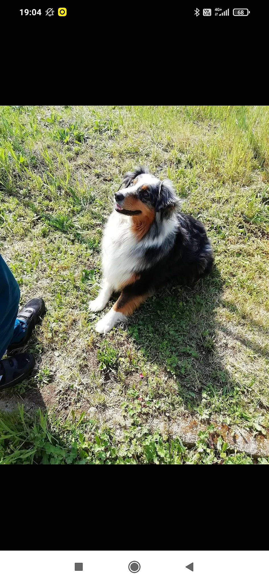 Jenna participe au concours pour gagner de l'argent avec cette photo : canidae, carnivore, collie, companion_dog, dog, dog_breed, fawn, fur, grass, herding_dog, lawn, plant, scotch_collie, shetland_sheepdog, sporting_group, sunglasses, tail, terrestrial_animal, tree, working_dog