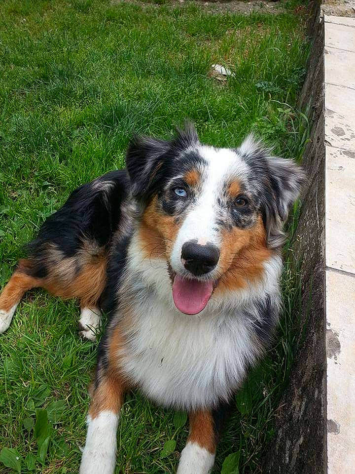 Jenna participe au concours pour gagner de l'argent avec cette photo : ancient_dog_breeds, art, canidae, carnivore, collie, companion_dog, dog, dog_breed, grass, herding_dog, plant, snout, sporting_group, terrestrial_animal, whiskers, working_dog