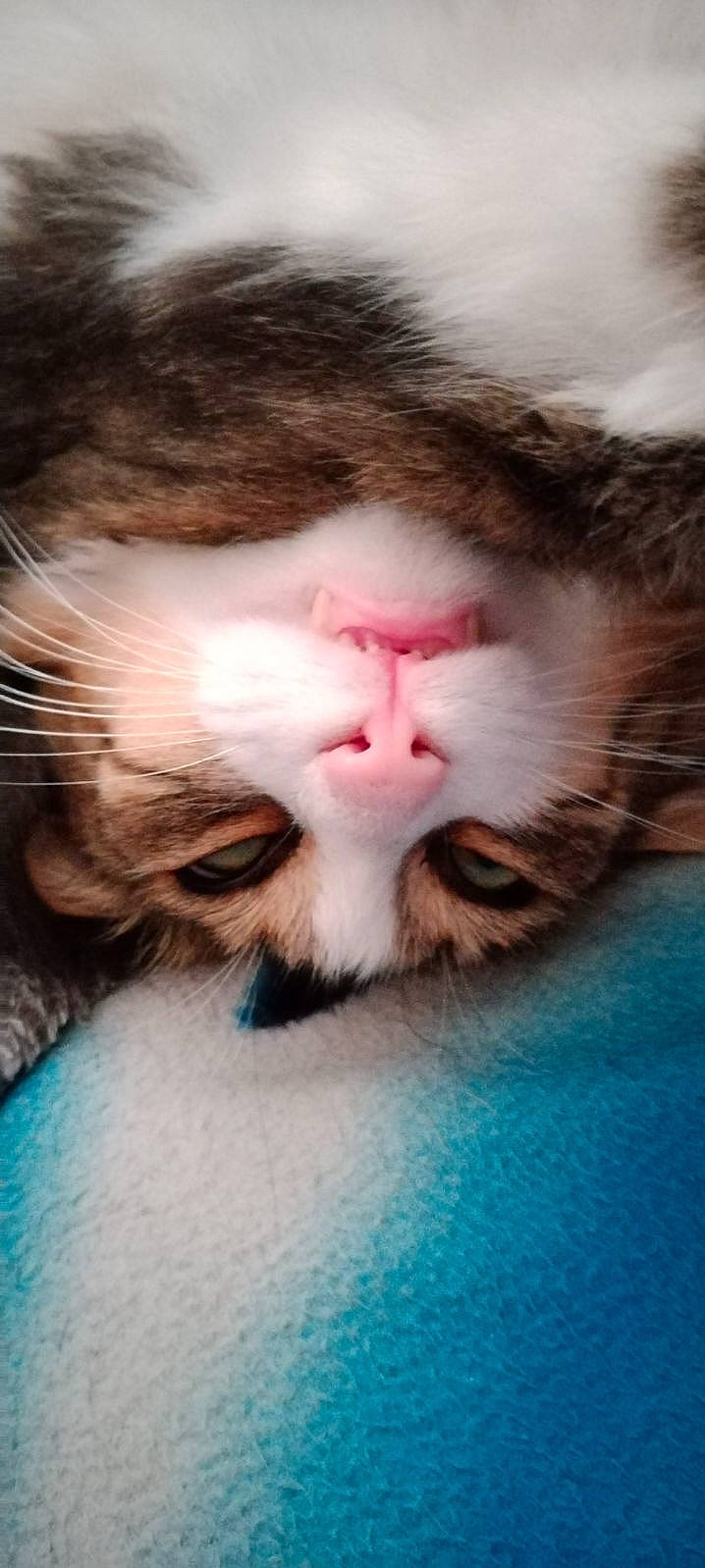 Bubulle participe au concours pour gagner de l'argent avec cette photo : beard, carnivore, cat, claw, close_up, domestic_short_haired_cat, eye, eyelash, fawn, felidae, fur, mammal, moustache, nose, paw, small_to_medium_sized_cats, snout, tail, vertebrate, whiskers