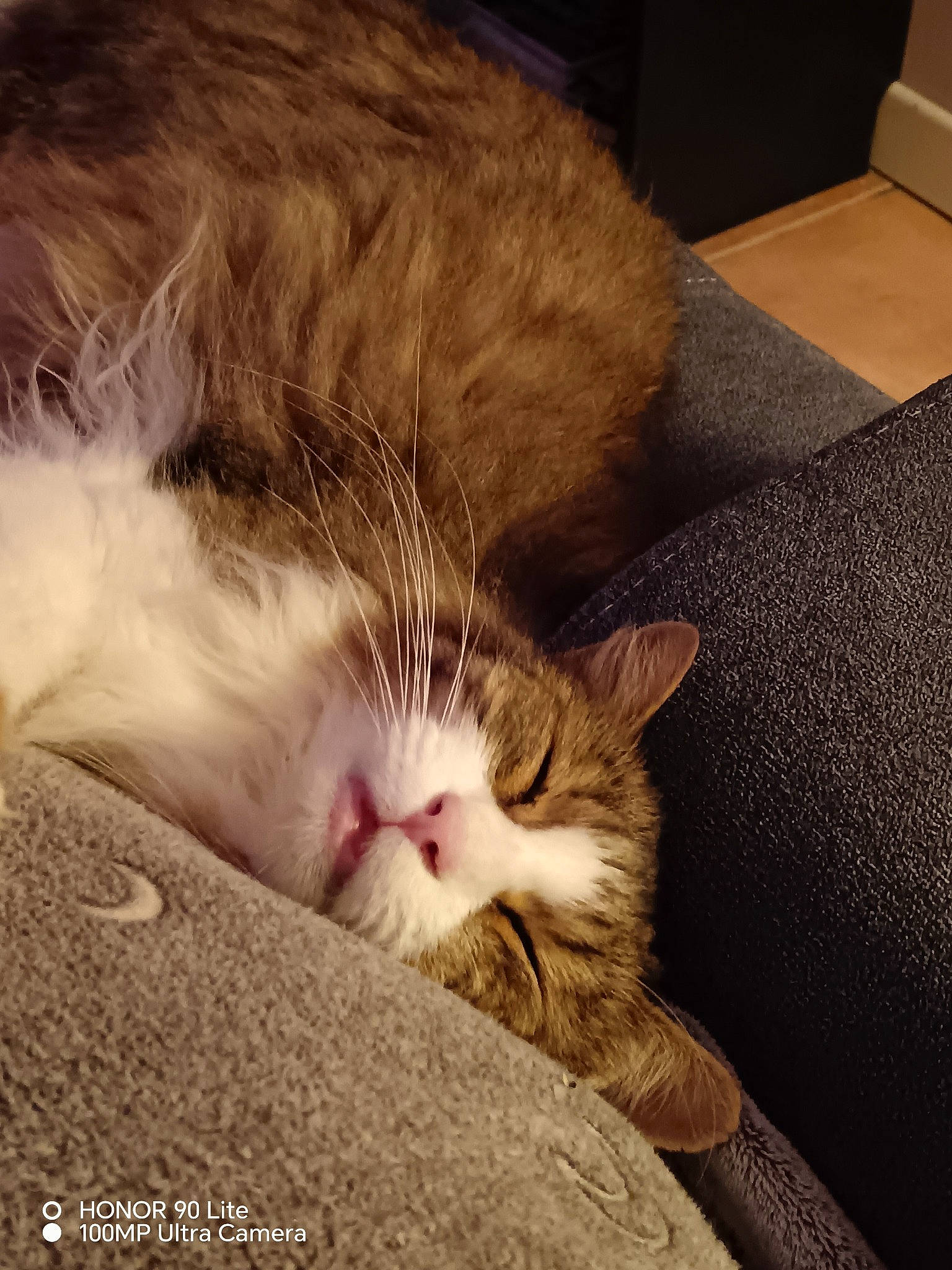 Bubulle a rejoint le concours — aidez-le/la à gagner de superbes lots ! carnivore, cat, claw, cloud, comfort, couch, domestic_short_haired_cat, felidae, flooring, foot, fur, linens, nap, paw, sleep, small_to_medium_sized_cats, snout, tail, whiskers