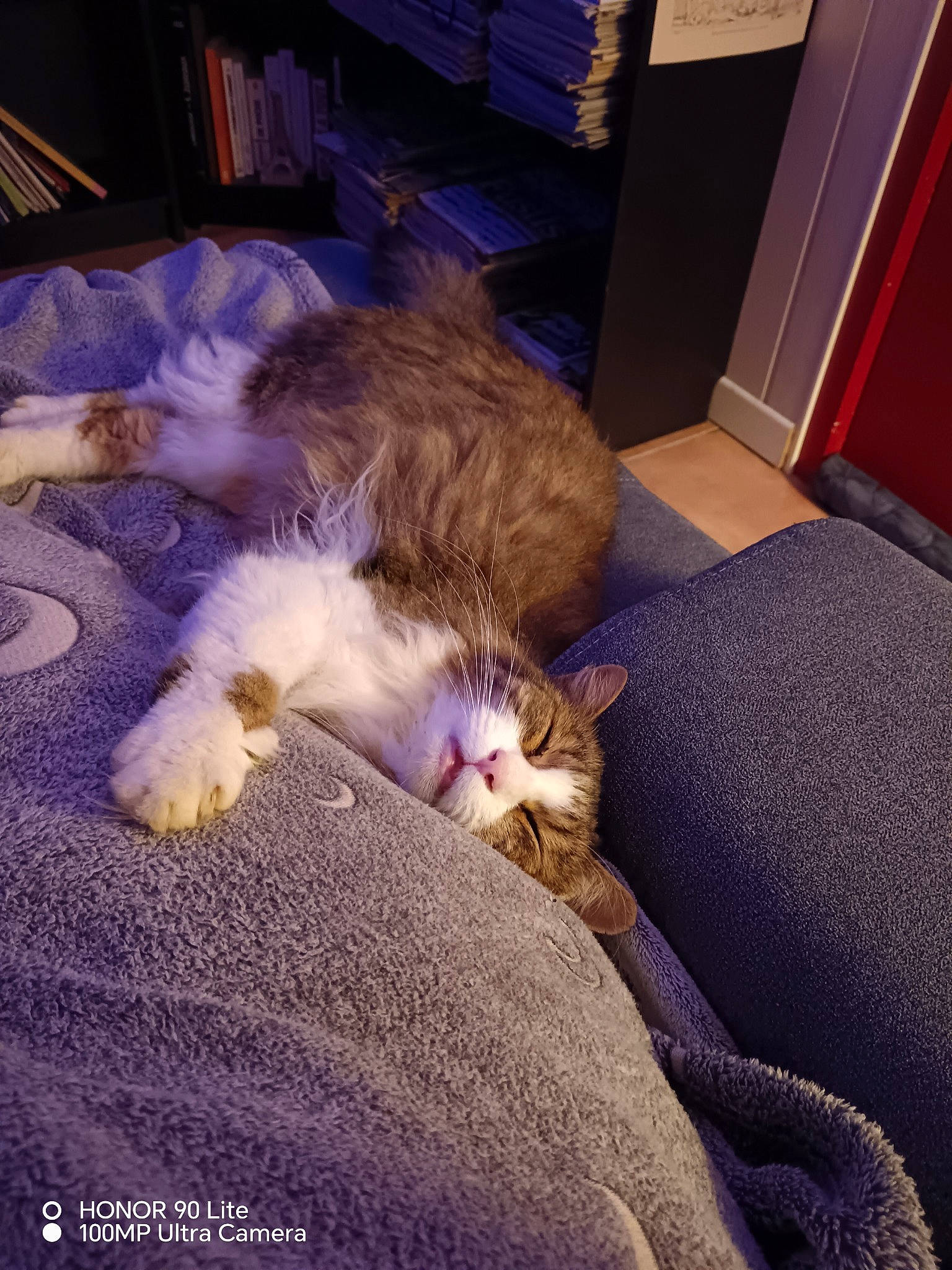 Bubulle participe au concours pour gagner de l'argent avec cette photo : canidae, carnivore, cat, cloud, comfort, companion_dog, dog_breed, domestic_short_haired_cat, door, felidae, flooring, fur, hardwood, lap, paw, small_to_medium_sized_cats, tail, toy_dog, whiskers, wood