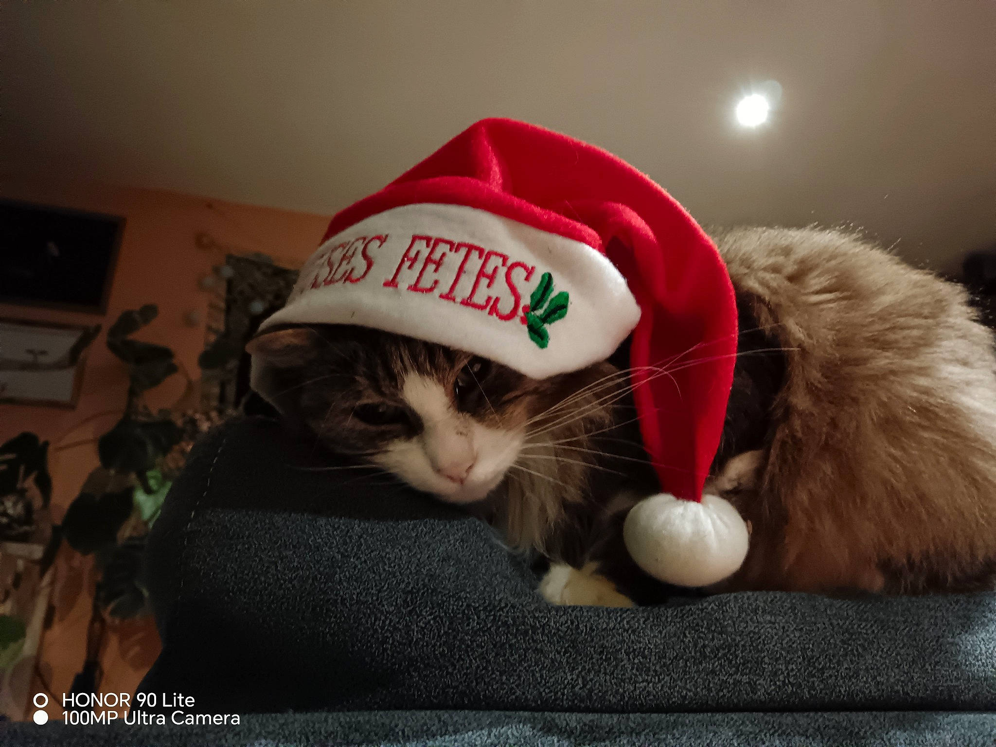 Bubulle a rejoint le concours — aidez-le/la à gagner de superbes lots ! cap, carmine, carnivore, cat, christmas, comfort, costume_hat, domestic_short_haired_cat, event, felidae, fur, happy, hat, holiday, houseplant, paw, small_to_medium_sized_cats, snout, tail, whiskers