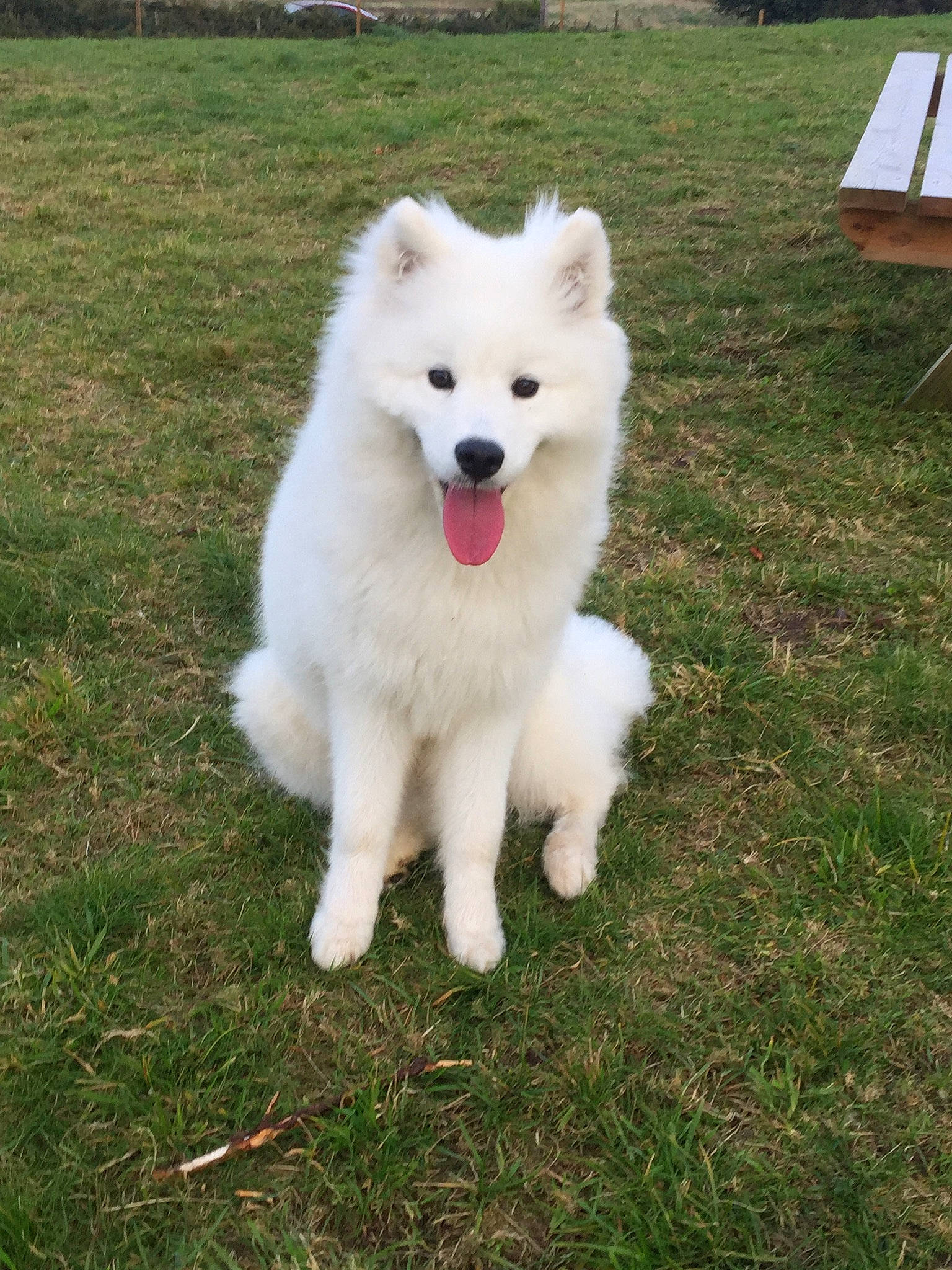 Sasha joined the competition — help win amazing prizes! american_eskimo_dog, berger_blanc_suisse, canadian_eskimo_dog, canidae, carnivore, companion_dog, dog, dog_breed, german_spitz, german_spitz_klein, german_spitz_mittel, indian_spitz, japanese_spitz, kintamani, mammal, pungsan_dog, samoyed, spitz, vertebrate, volpino_italiano