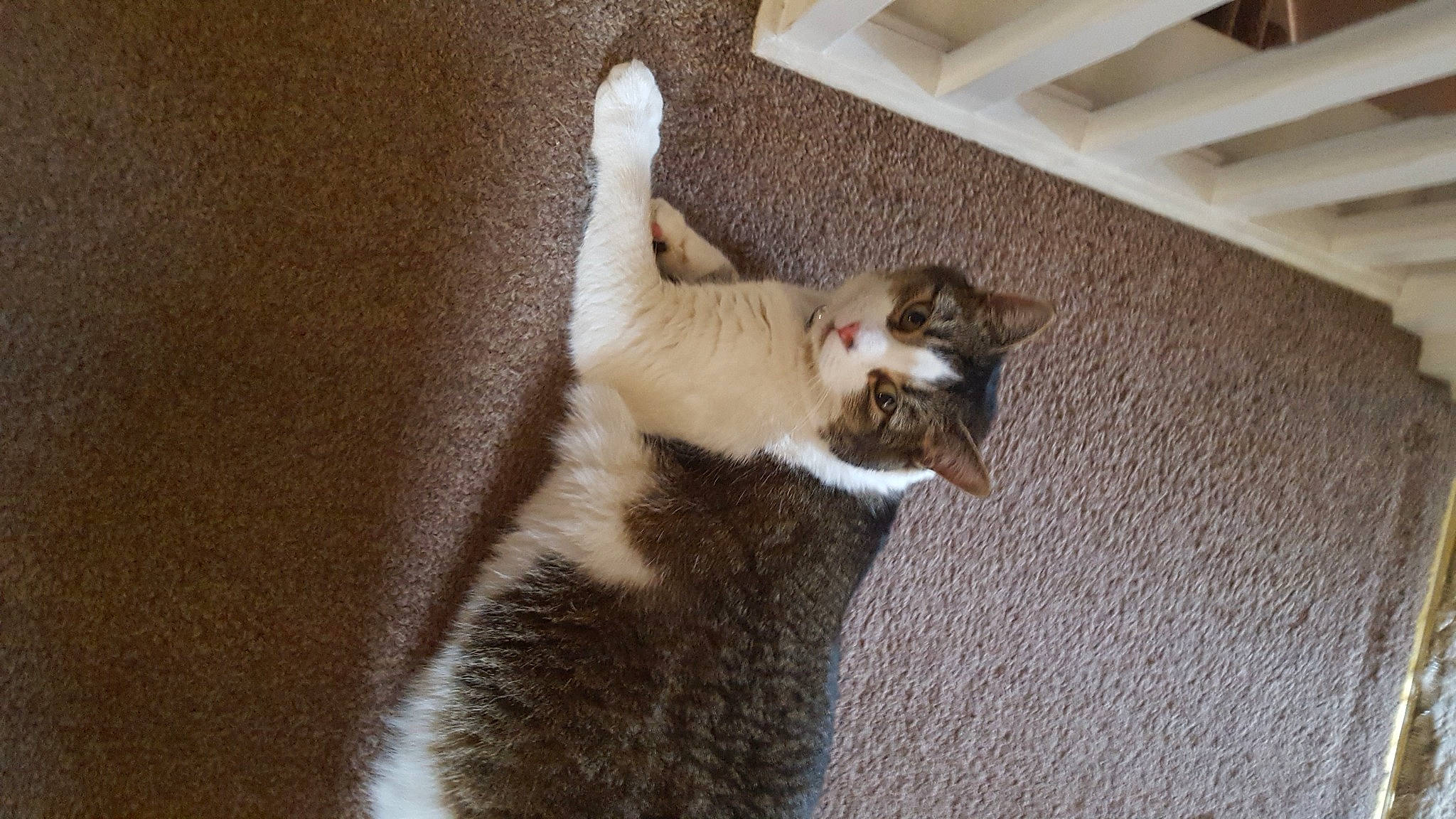 Pepe is registered to the contest to win money with this photo: carnivore, cat, ceiling, claw, domestic_short_haired_cat, felidae, flooring, fur, hardwood, paw, room, small_to_medium_sized_cats, tail, terrestrial_animal, whiskers, wood