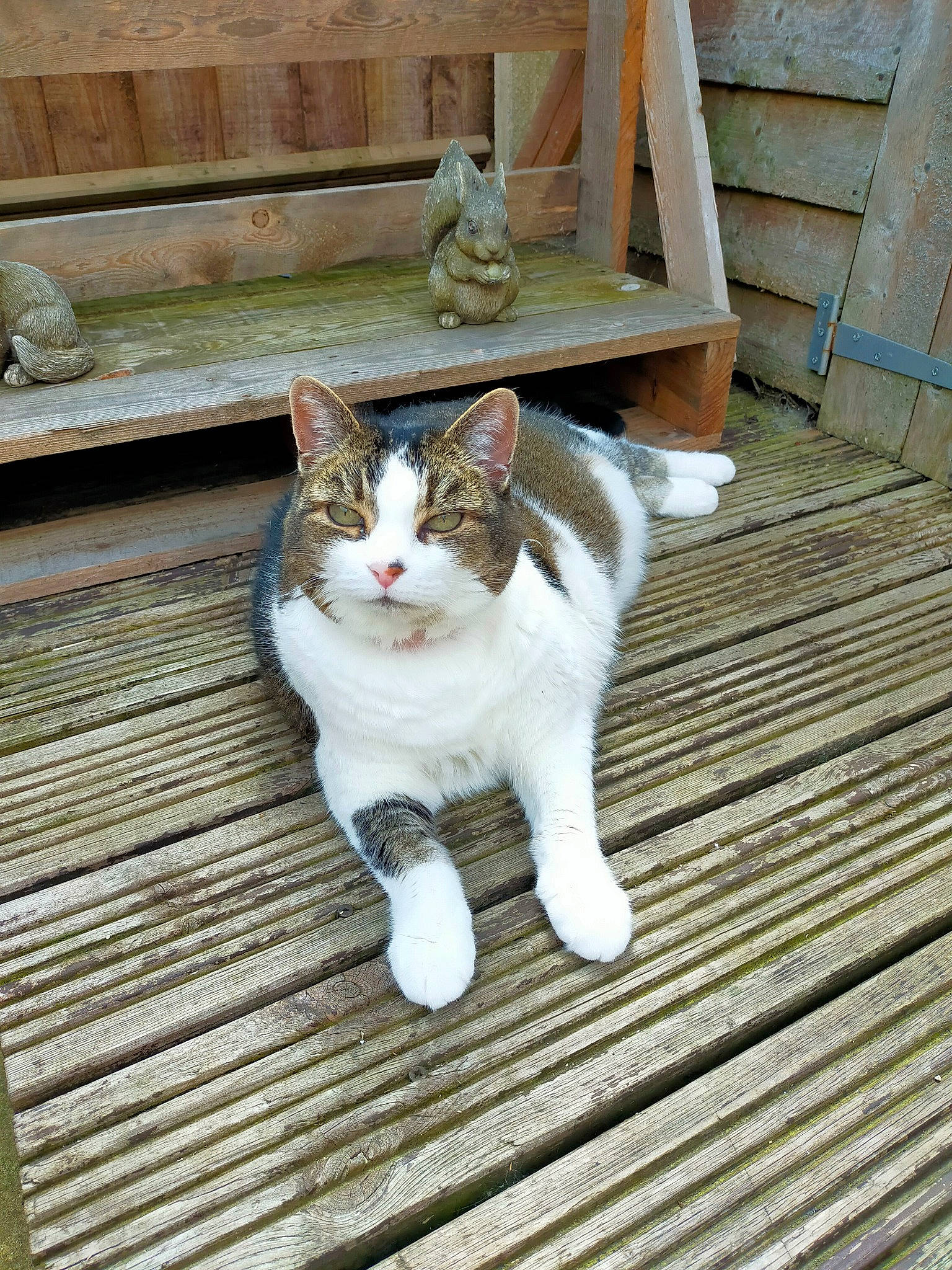 Pepe joined the competition — help win amazing prizes! carnivore, cat, composite_material, domestic_short_haired_cat, felidae, flooring, fur, hardwood, sitting, small_to_medium_sized_cats, tail, terrestrial_animal, whiskers, wood