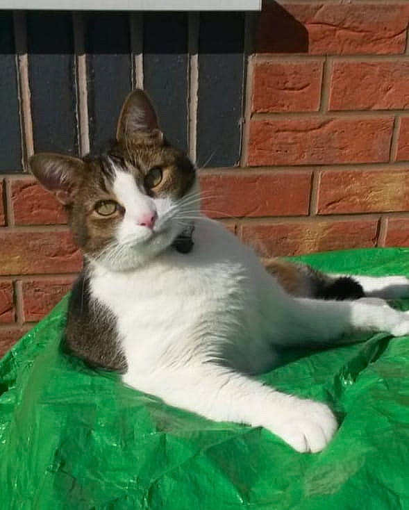 Nando joined the competition — help win amazing prizes! carnivore, cat, cat_supply, comfort, domestic_short_haired_cat, felidae, fur, grass, mammal, pet_supply, sitting, small_to_medium_sized_cats, tail, terrestrial_animal, vertebrate, whiskers