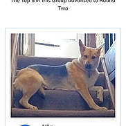 Mila joined the competition — help win amazing prizes! dog, pet, animal, staircase, stairs, indoor, home, lying_down, sitting, tan_coat, pointed_ears, black_markings, portrait, smartphone_screenshot, webpage, competition, ranking, blue_button, window, household