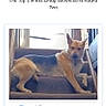 dog, pet, animal, staircase, stairs, indoor, home, lying_down, sitting, tan_coat, pointed_ears, black_markings, portrait, smartphone_screenshot, webpage, competition, ranking, blue_button, window, household