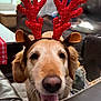 Rocky joined the competition — help win amazing prizes! dog, golden_retriever, reindeer_ears, antlers, pet, smiling, indoor, living_room, furniture, couch, table, window, holiday, festive, costume, close_up, happy, animal, canine, celebration