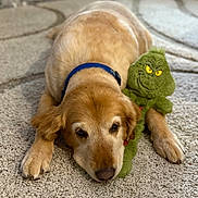 Rocky is registered to the contest to win money with this photo: dog, golden_retriever, plush_toy, grinch, carpet, indoor, pet, snuggling, lying_down, cozy, cute, relaxed, animal, fur, collar, toy, home, comfort, soft, resting