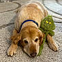 animal, carpet, collar, comfort, cozy, cute, dog, fur, golden_retriever, grinch, home, indoor, lying_down, pet, plush_toy, relaxed, resting, snuggling, soft, toy
