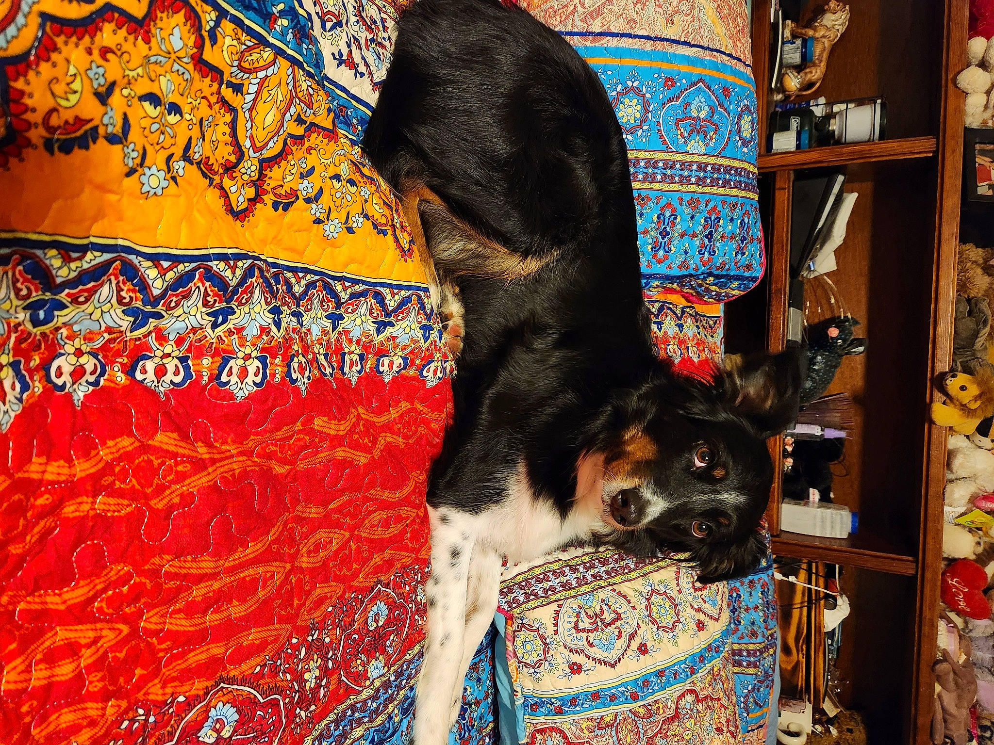 Hazel is registered to the contest to win money with this photo: art, canidae, carnivore, companion_dog, couch, dog, dog_breed, dog_supply, fawn, fur, linens, pattern, room, shelf, sporting_group, visual_arts, working_animal, working_dog