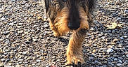 Unic a rejoint le concours — aidez-le/la à gagner de superbes lots ! animal, brown, canine, closeup, daylight, dog, ears, focused, fur, ground, mammal, nature, one_animal, outdoor, paw, pet, rocky_ground, snout, sunlight, walking