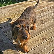 Unic a rejoint le concours — aidez-le/la à gagner de superbes lots ! animal, black, brown, curious, dachshund, daylight, dog, flowers, fur, grass, looking_up, nature, outdoor, pet, small_dog, sunlight, sunny, tail, wire_haired, wooden_deck