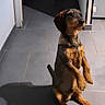 Unic a rejoint le concours — aidez-le/la à gagner de superbes lots ! animal, black, brown, calm, canine, companion, cute, dog, domestic, fur, hallway, indoor, looking_up, paw, pet, quiet, shadow, sitting, tile_floor, waiting