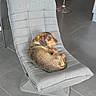 Unic participe au concours pour gagner de l'argent avec cette photo : animal, brown, chair, comfort, cozy, cushion, dog, domestic, floor, fur, furniture, grey, home, indoor, looking_back, modern, pet, relaxing, resting, tile