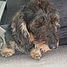 Irun a rejoint le concours — aidez-le/la à gagner de superbes lots ! bosnian_coarse_haired_hound, canidae, carnivore, catalan_sheepdog, companion_dog, dog, dog_breed, fur, glen_of_imaal_terrier, grand_basset_griffon_vendeen, mammal, otterhound, petit_basset_griffon_vendeen, rare_breed_dog, schnoodle, snout, sporting_group, stichelhaar, terrier, vertebrate