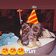 Irun participe au concours pour gagner de l'argent avec cette photo : canidae, carnivore, dog, dog_breed, german_wirehaired_pointer, giant_schnauzer, irish_wolfhound, mammal, miniature_schnauzer, schnauzer, scottish_deerhound, scottish_terrier, sporting_group, standard_schnauzer, terrier, vertebrate, wirehaired_pointing_griffon