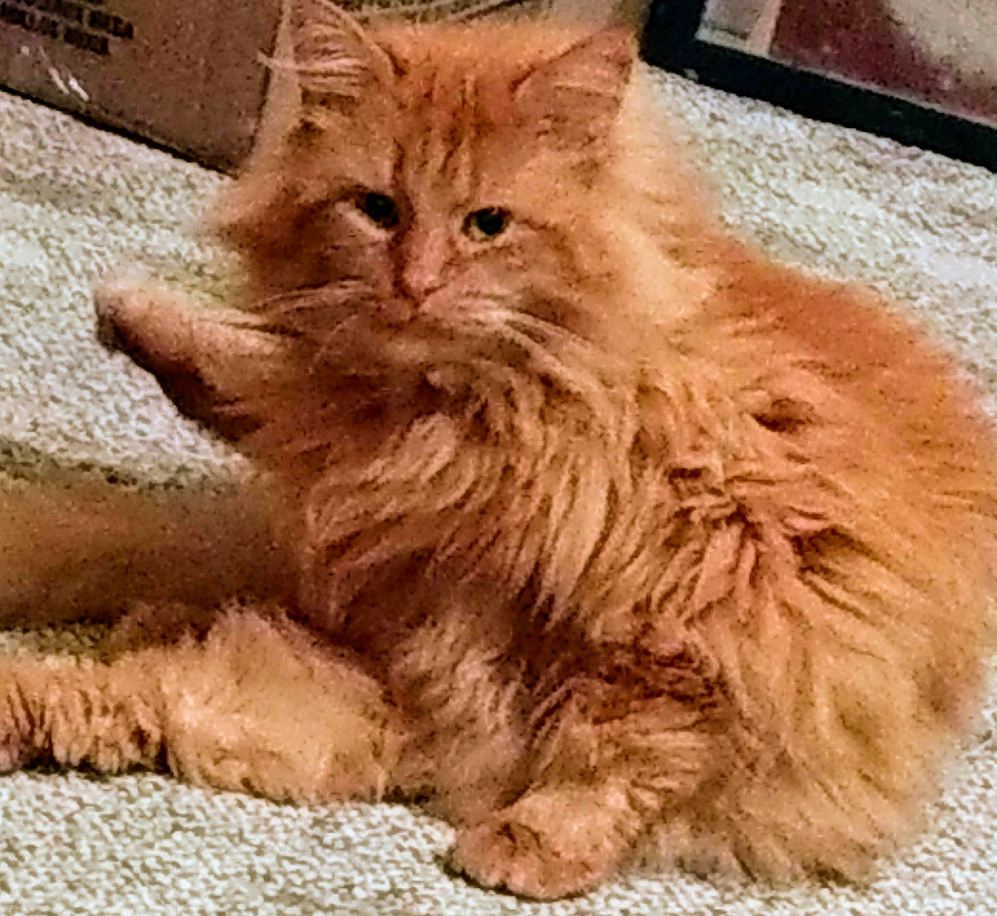 Lionel joined the competition — help win amazing prizes! asian_semi_longhair, british_longhair, british_semi_longhair, carnivore, cat, cymric, domestic_long_haired_cat, european_shorthair, fawn, felidae, fur, kitten, maine_coon, mammal, napoleon_cat, norwegian_forest_cat, ragamuffin, siberian, small_to_medium_sized_cats, whiskers