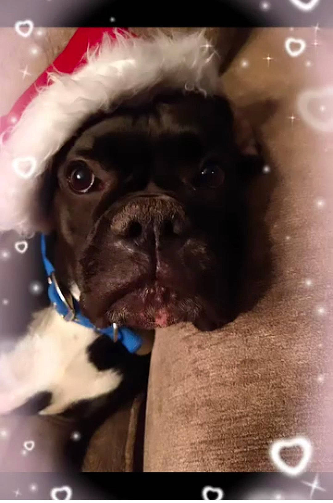 Caesar Apollo Vargas joined the competition — help win amazing prizes! canidae, carnivore, companion_dog, dog, dog_breed, dog_collar, fawn, font, fur, liver, non_sporting_group, photo_caption, pug, puppy, selfie, snout, sporting_group, toy_dog, whiskers, wrinkle