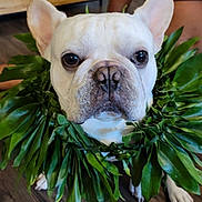 Bulbasaur Aka Bubba is registered to the contest to win money with this photo: adorable, animal, brown_skin, closeup, cute, dog, domestic_animal, ears, face, floor, french_bulldog, greenery, home_interior, indoor, leaf_lei, person_partial, pet, portrait, sitting, wooden_floor
