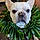 Bulbasaur Aka Bubba