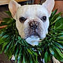 adorable, animal, brown_skin, closeup, cute, dog, domestic_animal, ears, face, floor, french_bulldog, greenery, home_interior, indoor, leaf_lei, person_partial, pet, portrait, sitting, wooden_floor