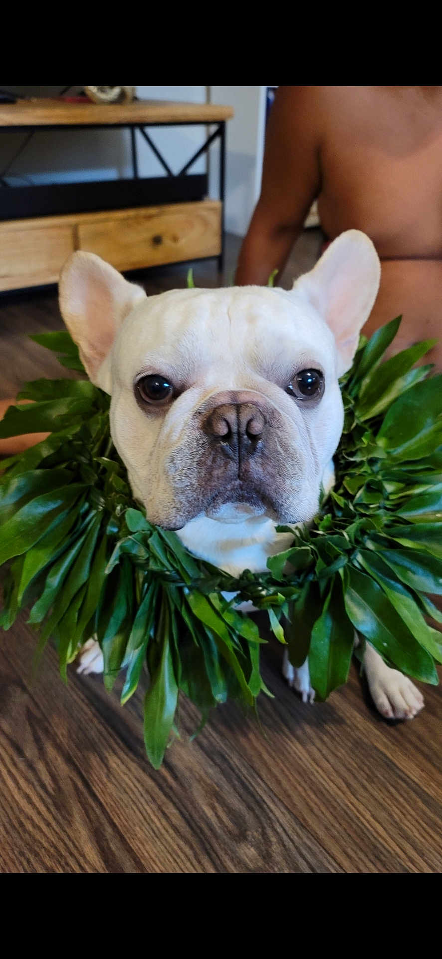 Bulbasaur Aka Bubba is registered to the contest to win money with this photo: adorable, animal, brown_skin, closeup, cute, dog, domestic_animal, ears, face, floor, french_bulldog, greenery, home_interior, indoor, leaf_lei, person_partial, pet, portrait, sitting, wooden_floor